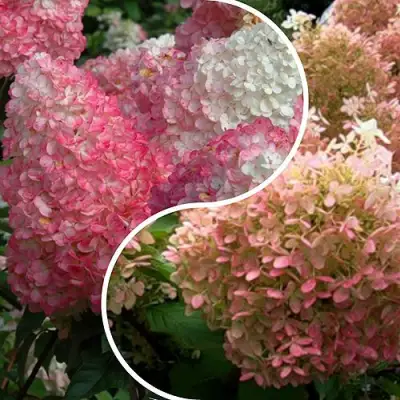 Комплект МАЛИНОВЫЙ ЗАКАТ в Гомеле