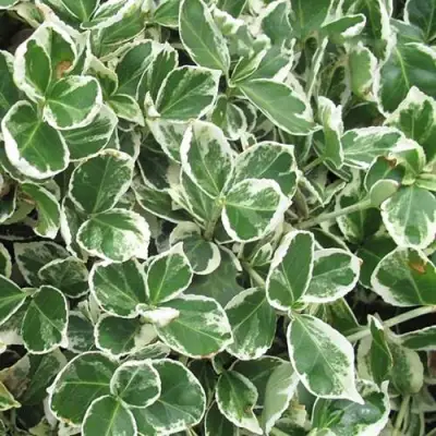 Бересклет ЭМЕРАЛЬД ГАИТИ форчуна  в Гомеле