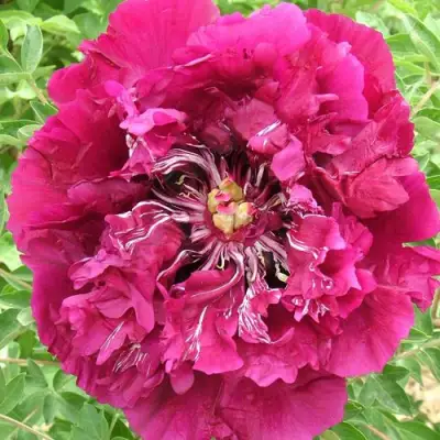 Пион ПУРПУРНЫЙ ОКЕАН древовидный в Гомеле