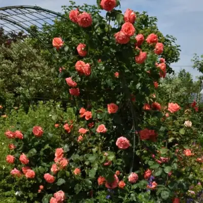 Роза ДИ ДИ БРИДЖУОТЕР плетистая в Гомеле