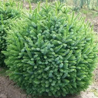 Ель НАНА сербская в Гомеле