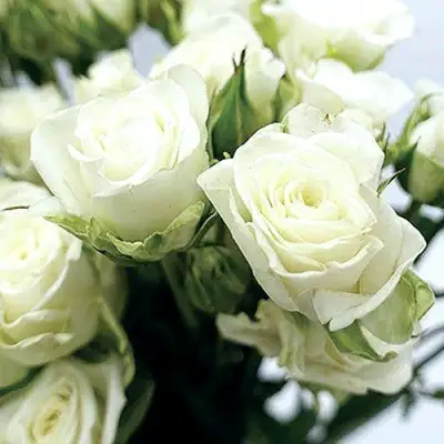 Роза СНОУФЛЕЙК спрей в Гомеле