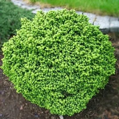 Ель ЛИТЛ ДЖЕМ обыкновенная в Гомеле