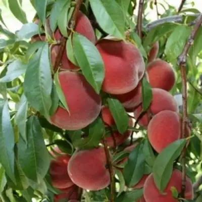 Персик ЮБИЛЕЙ СТОЛИЦЫ колонновидный в Гомеле