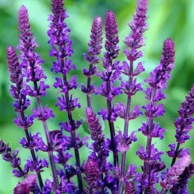 Шалфей КАРАДОНА в Гомеле