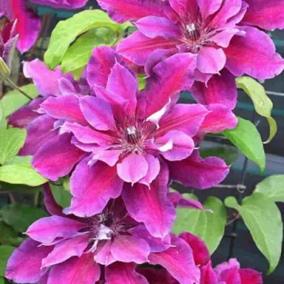 Клематис МАЙ БЬЮТИ в Гомеле