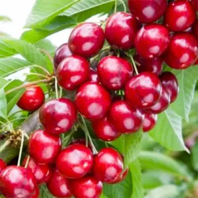 Вишня МАЛЮТКА колонновидная в Гомеле