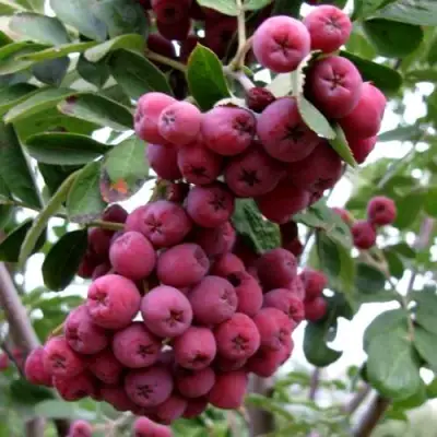 Рябина ТИТАН сладкоплодная  в Гомеле