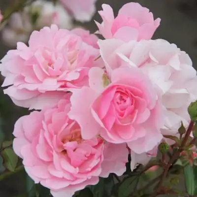 Роза БОНИКА флорибунда в Гомеле