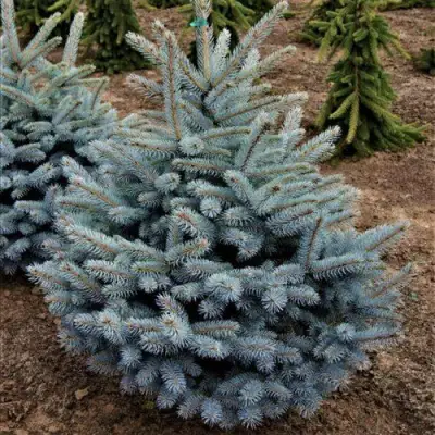 Ель МИСТИ БЛЮ голубая в Гомеле