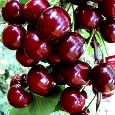 Черешня ОЛЕНЬКА в Гомеле