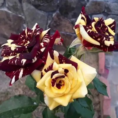 Роза АБРАКАДАБРА чайно-гибридная в Гомеле