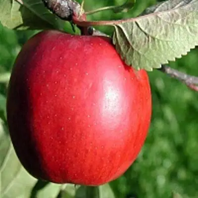 Яблоня РЕДФРИ в Гомеле