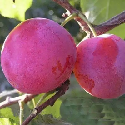 Слива ДЕЛИКАТНАЯ в Гомеле