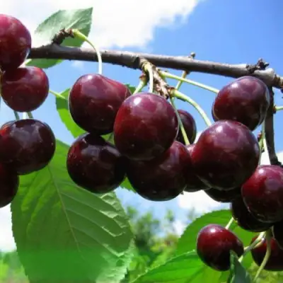 Дюк ЧУДО-ВИШНЯ в Гомеле