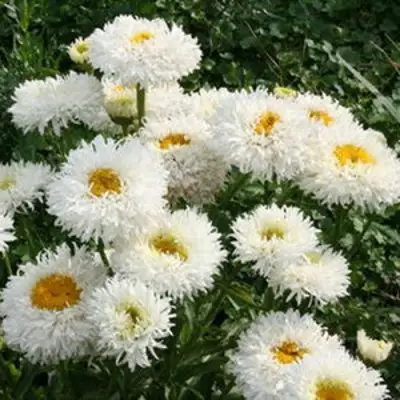 Нивяник КРЕЙЗИ ДЕЙЗИ наибольший в Гомеле