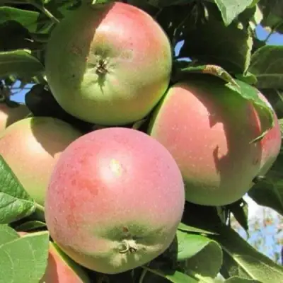 Яблоня МОСКОВСКОЕ ЗИМНЕЕ в Гомеле