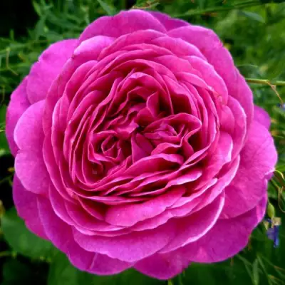 саженцы розы Хайди Клум