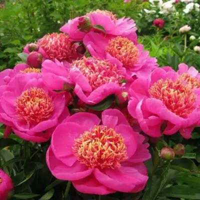 Пион ДОРИН травянистый в Гомеле