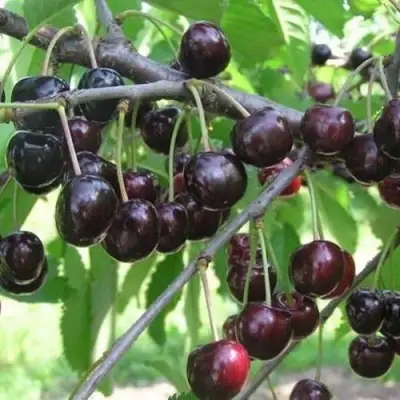 Черешня ЛЮБИМИЦА АСТАХОВА в Гомеле