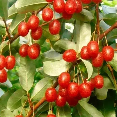 ГУМИ (ЛОХ МНОГОЦВЕТКОВЫЙ) в Гомеле