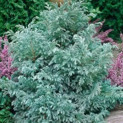 Кипарисовик БУЛЕВАРД горохоплодный в Гомеле