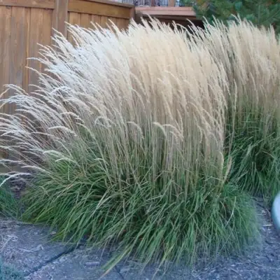 Вейник КАРЛ ФОРСТЕР остроцветковый в Гомеле