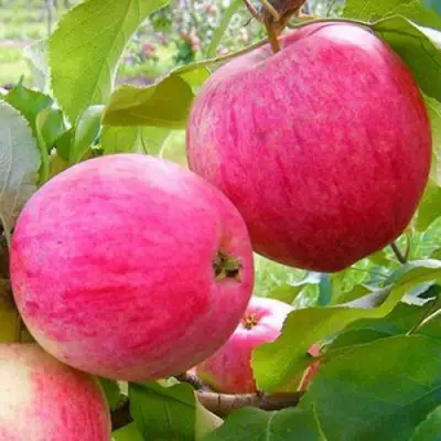 Яблоня РОЗОВЫЙ НАЛИВ в Гомеле