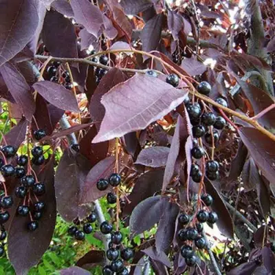 Черемуха виргинская ШУБЕРТ в Гомеле