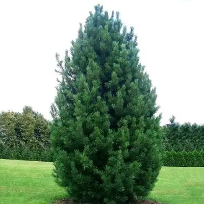 Сосна кедровая европейская в Гомеле