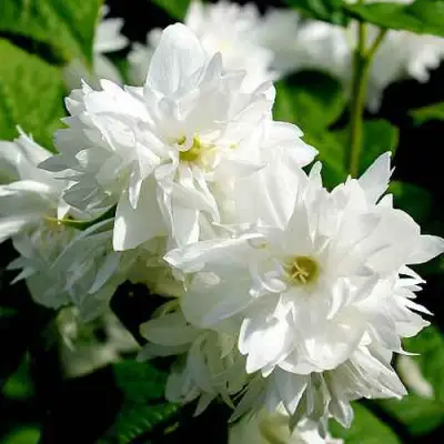 Жасмин ДАМ БЛАНШ в Гомеле