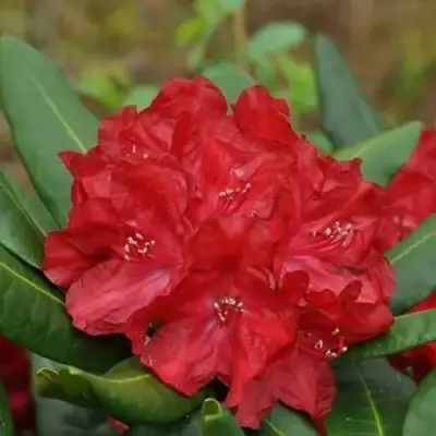 Рододендрон БУЗУКИ в Гомеле