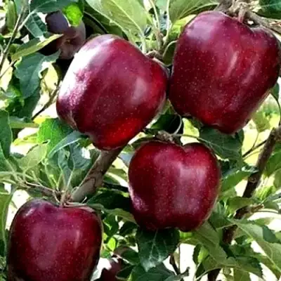 Яблоня РЕД ЧИФ в Гомеле