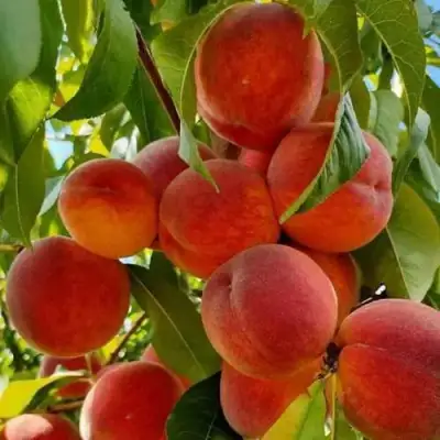 Персик ПОСОЛ МИРА в Гомеле