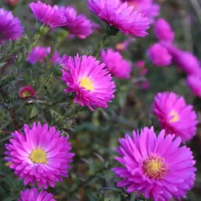 Астра КАРМИНКУППЕЛЬ в Гомеле