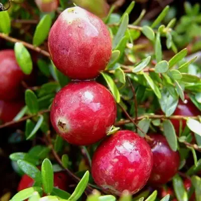 Клюква СТИВЕНС в Гомеле