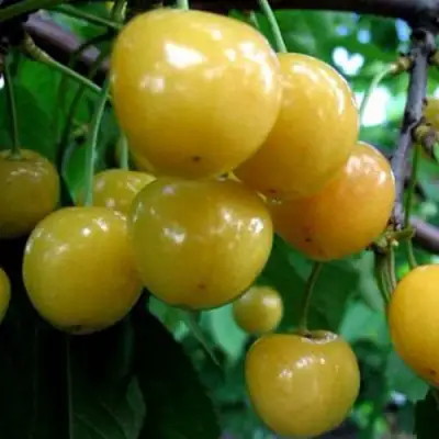 Черешня РОССОШАНСКАЯ ЗОЛОТАЯ в Гомеле