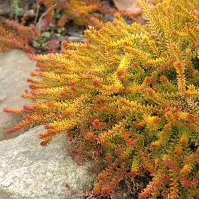 Водяника БЕРНШТЕЙН черная в Гомеле