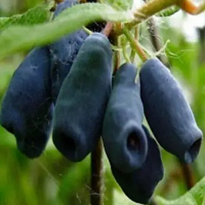 Жимолость съедобная НАРЫМСКАЯ в Гомеле