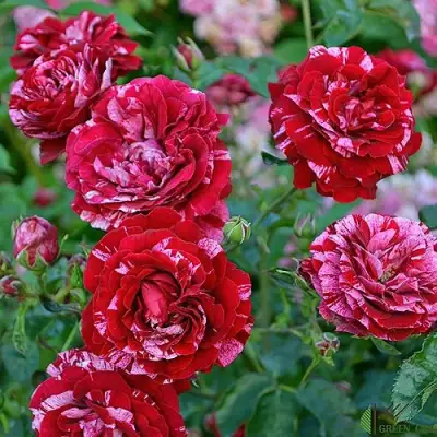 Роза ДИП ИМПРЕШН флорибунда в Гомеле