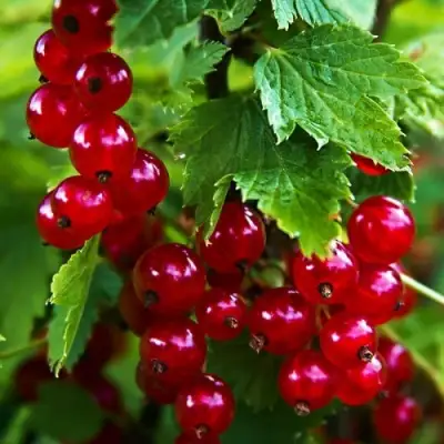 Смородина красная РОЛАН в Гомеле