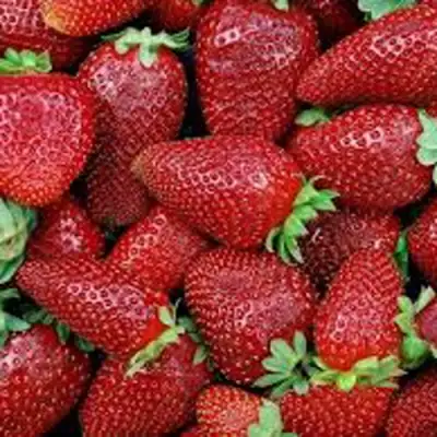 Клубника СКАЛА в Гомеле