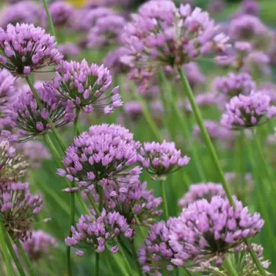 Лук угловатый в Гомеле