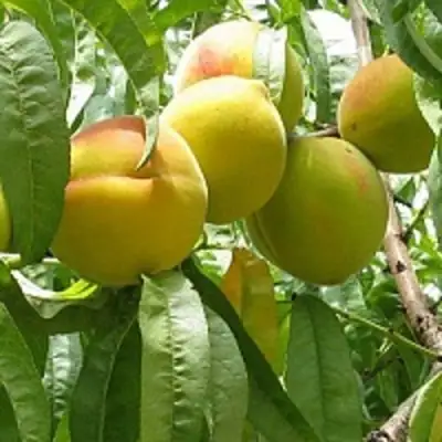 Персик СЕЯНЕЦ СТАРКА в Гомеле