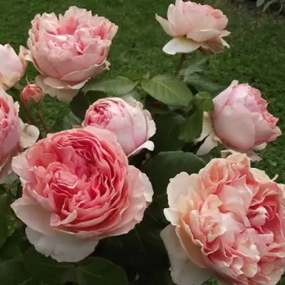 Роза ФИЛИНГ чайно-гибридная в Гомеле