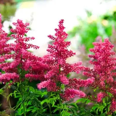 Астильба ЮНИК КАРМИН гибридная в Гомеле