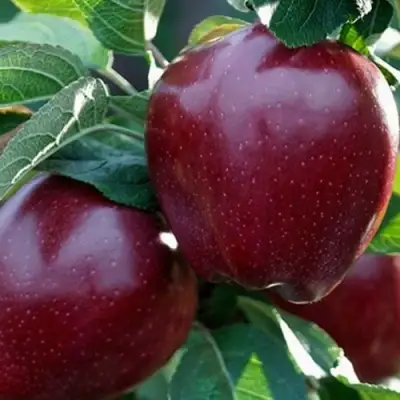 Яблоня РЕД ЧИФ в Гомеле