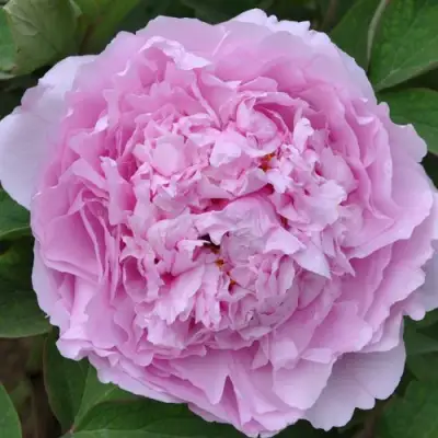 Пион ПРОЗРАЧНАЯ РОСА древовидный в Гомеле