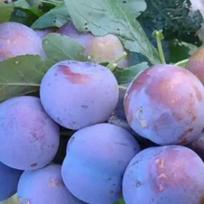 Слива НАГРАДА НЕМАНСКАЯ в Гомеле