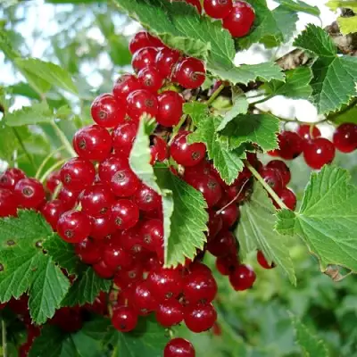 Смородина красная ГОЛЛАНДСКАЯ КРАСНАЯ в Гомеле